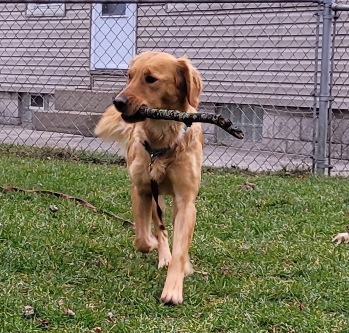 Windy is a female golden retriever who is available for adoption from Golden Retriever Rescue Resource in Toledo Ohio, serving Ohio, Michigan and Indiana.