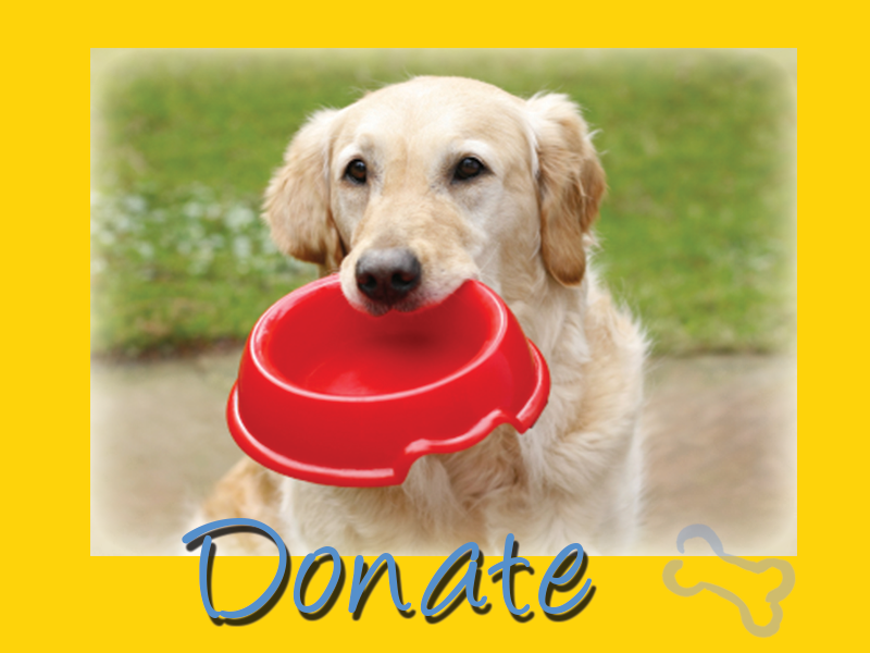 Golden Retriever Rescue Resource Golden Retriever Adoptions Toledo