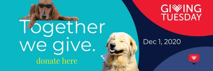 southeastern golden retriever rescue