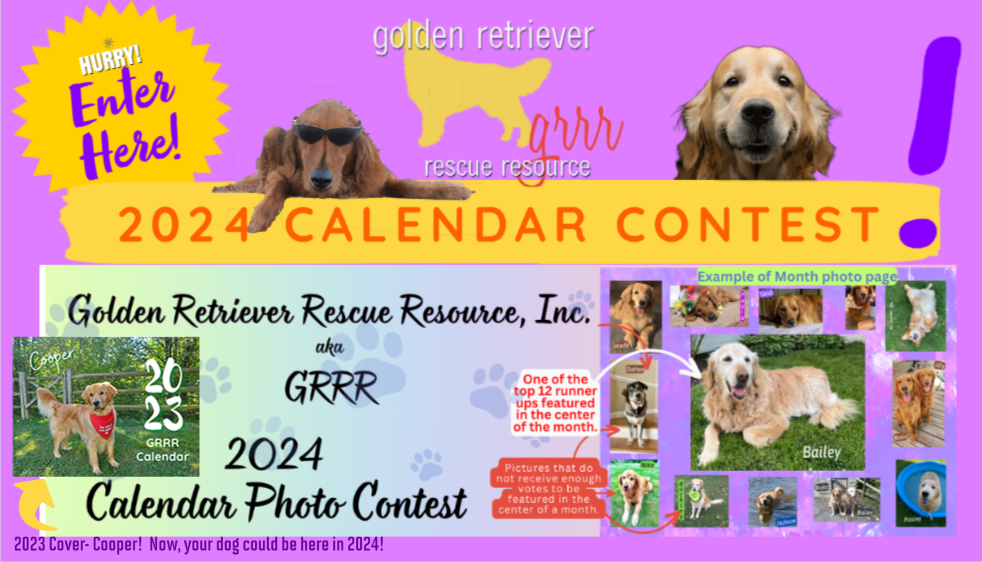 Put your golden retriever in our 2024 Golden Retriever Calendar.