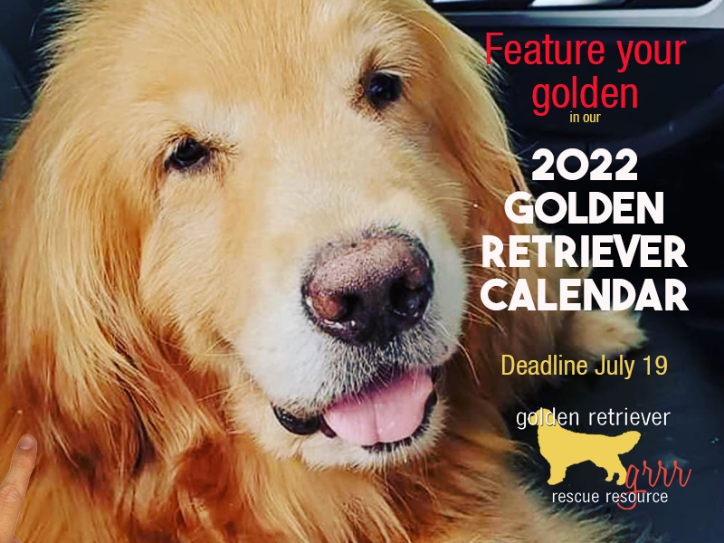 Feature your golden retriever in our 2022 Golden Retriever calendar