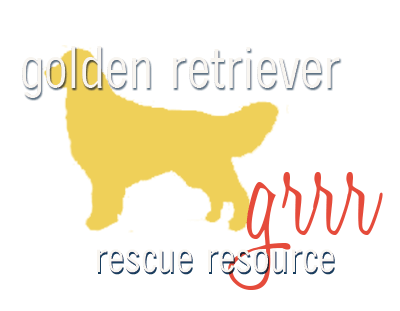 Golden retriever shop foster care