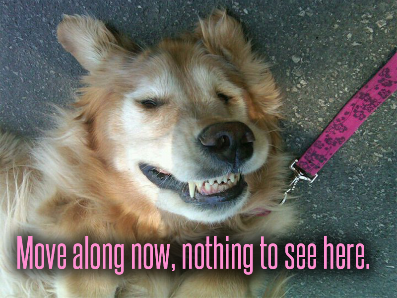 More adopted golden retrievers shown soonfrom Golden Retriever Rescue Resource