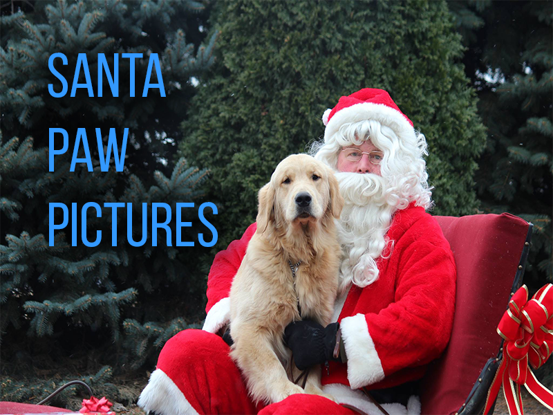 Buy 2022 Golden Retriever dog calendar