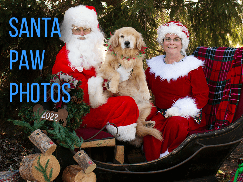 Buy your 2024 golden retriever calendars now.
