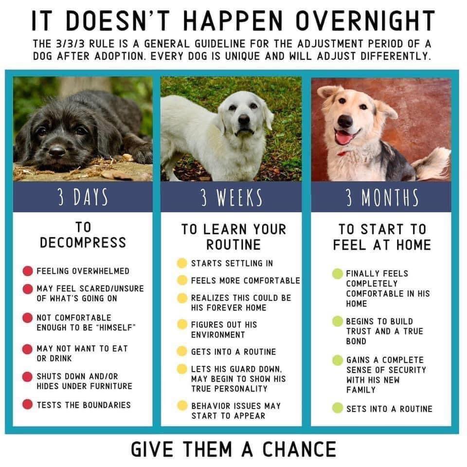 Three month rule for adoption image