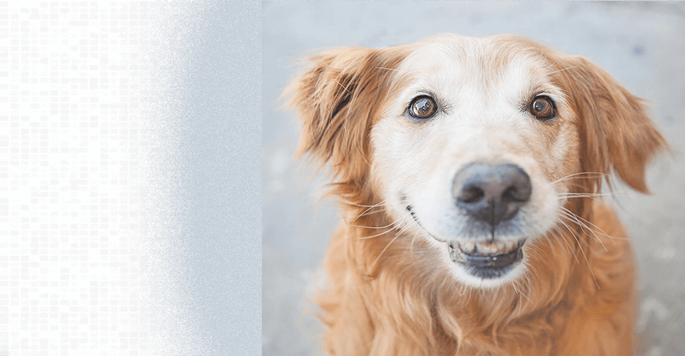 gateway golden retriever rescue