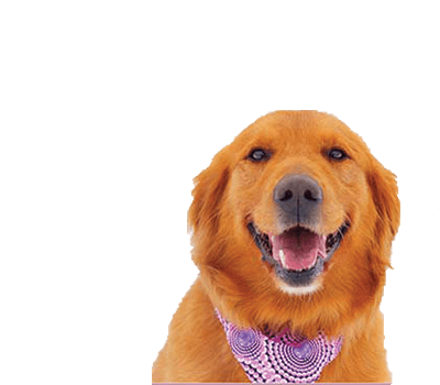 Retrievers needing homes sales