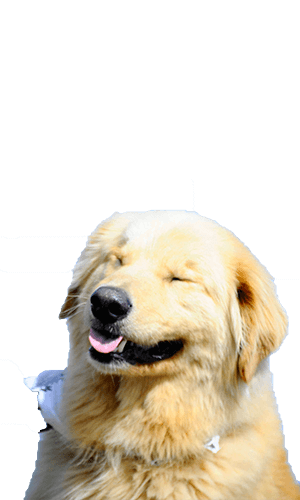 smiling golden retriever